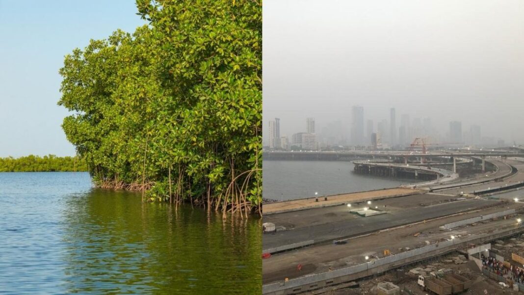Mumbai to Acquire Borivali Land for 15 Acre Mangrove Nursery Project