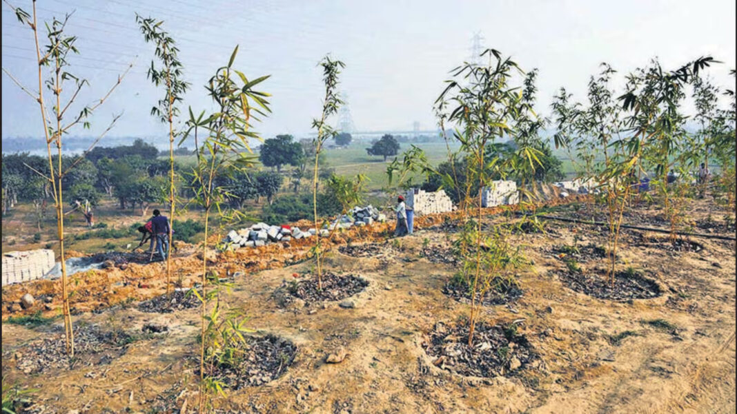 New Delhi to Plant 4,000 Bamboo Saplings in NDMC-Led Green Drive