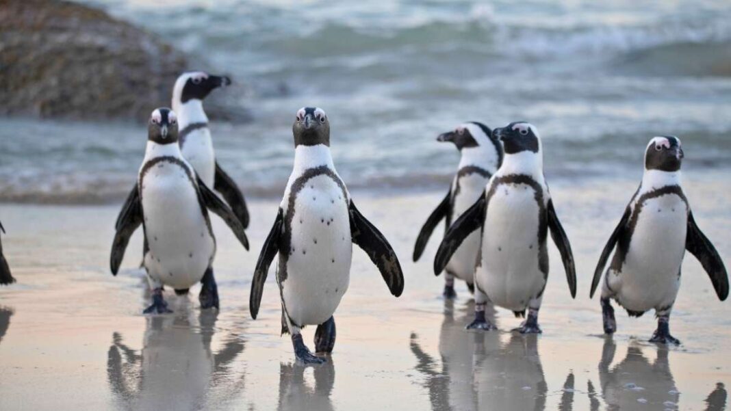 Mysuru Approves South India’s First Penguin Park at Karanji Lake