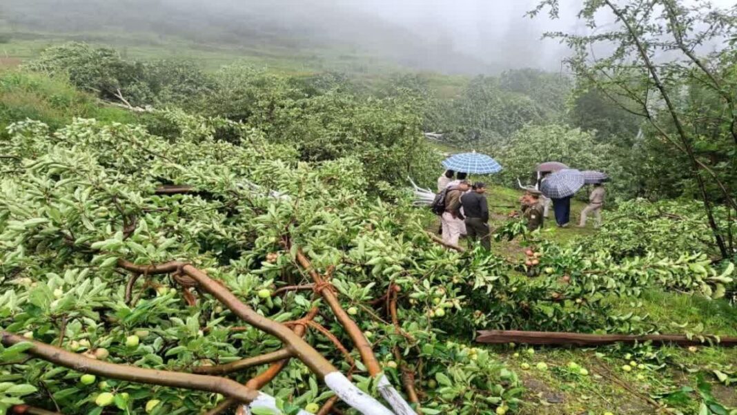 Shimla To Move Supreme Court Against Green Felling For Apple Orchards On Forest Land