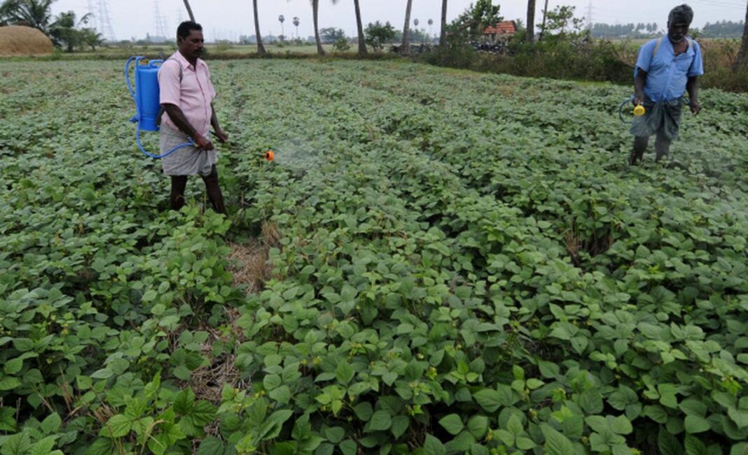 Vijayawada Reports Andhra’s 275 LMT Crop Output Across 16 Lakh Hectares