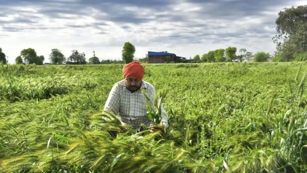 Srinagar farmers urged to adopt PMFBY insurance amid severe drought