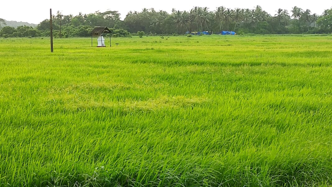 Panaji Court Ruling Upholds Agricultural Land Protection in Goa