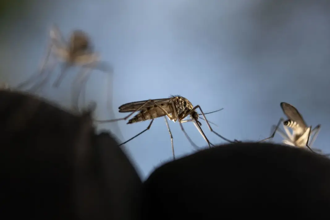 Andhra Pradesh Begins AI Mosquito Monitoring To Combat Monsoon-Borne Illnesses