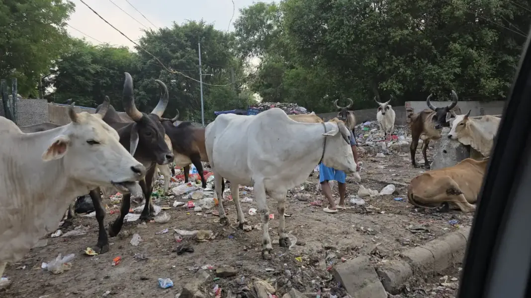 Gurugram Drowns in Garbage as Haryana Dreams of Disneyland