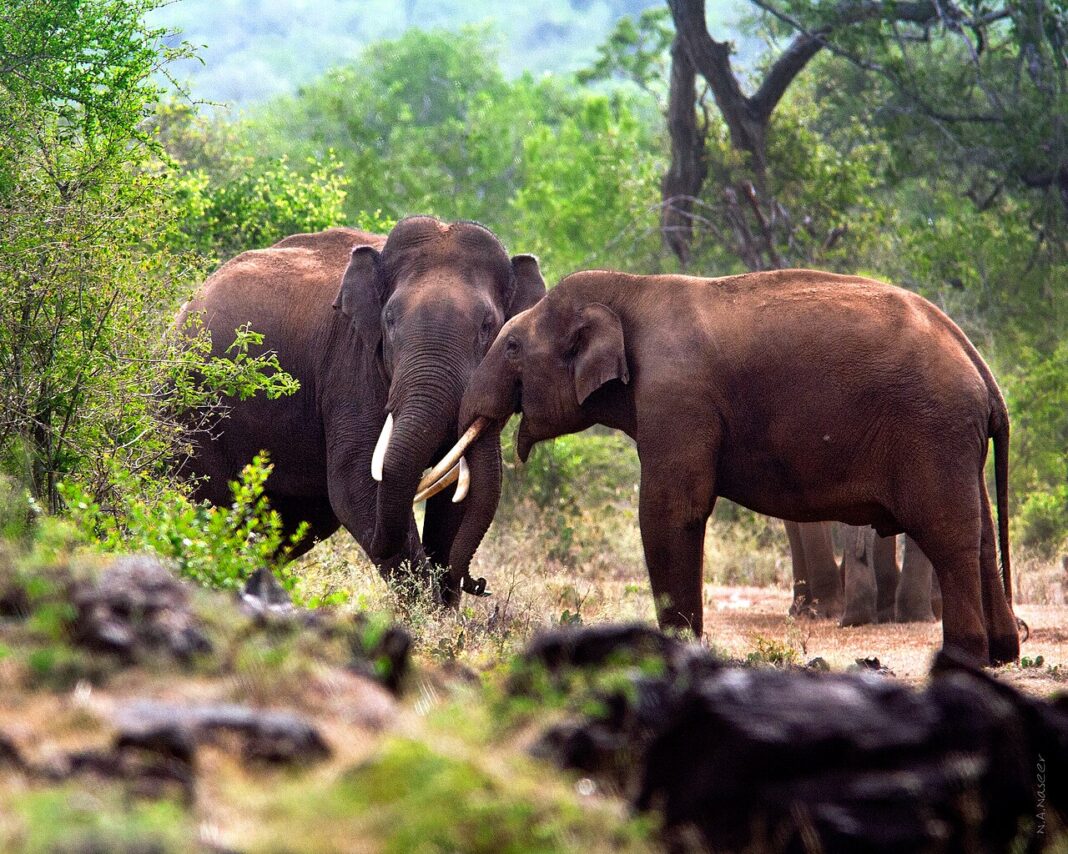 NHAI Builds Indias First Wildlife Corridor On Delhi Mumbai Expressway