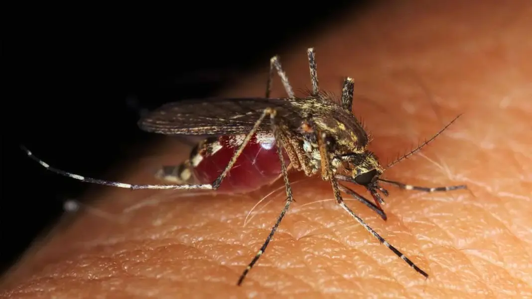 Andhra Pradesh adopts AI powered mosquito surveillance system to combat vector borne diseases during monsoon season