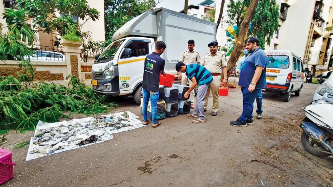 Thane Societys Reckless Tree Pruning Devastates Bird Nests Kills Dozens