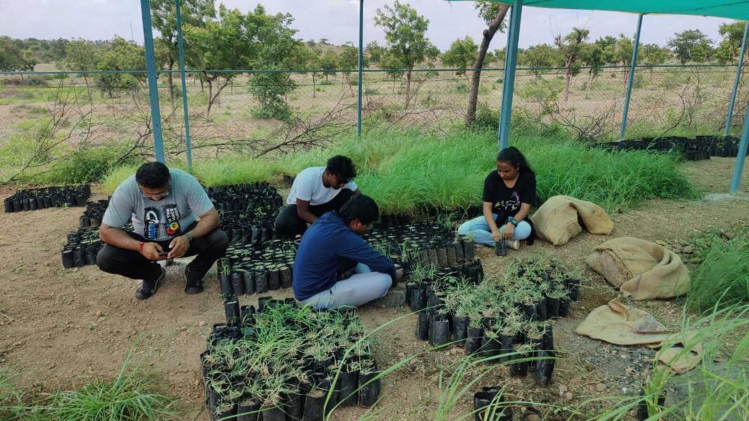 Maharashtras First Native Grass Nursery In Pune Flourishes Offering Hope For Ecosystem Restoration