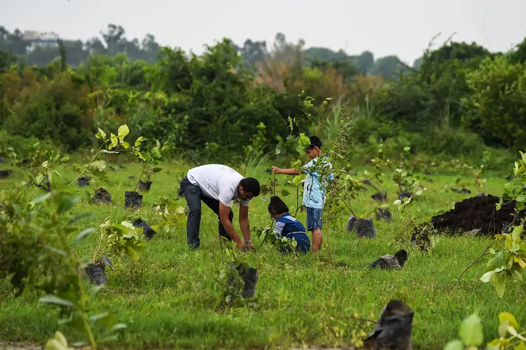 Hull Tree Drive Plants 368,000 Saplings To Combat Climate Crisis