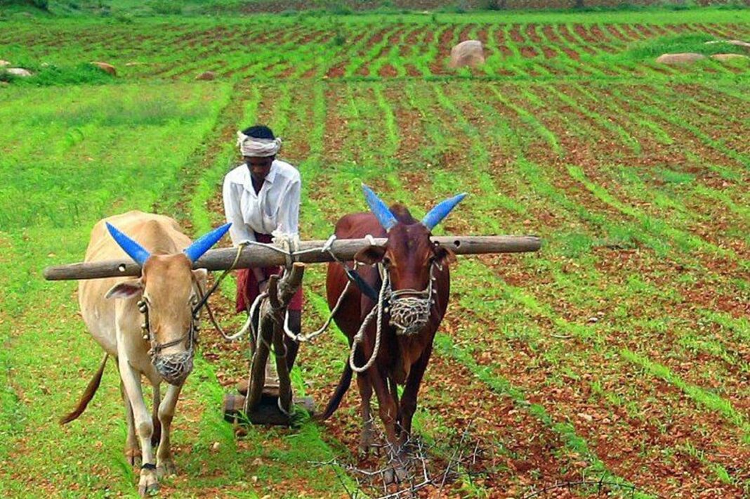 Velsao Farmers’ Revival Rekindles Goa’s Rural Heritage and Traditional Agriculture