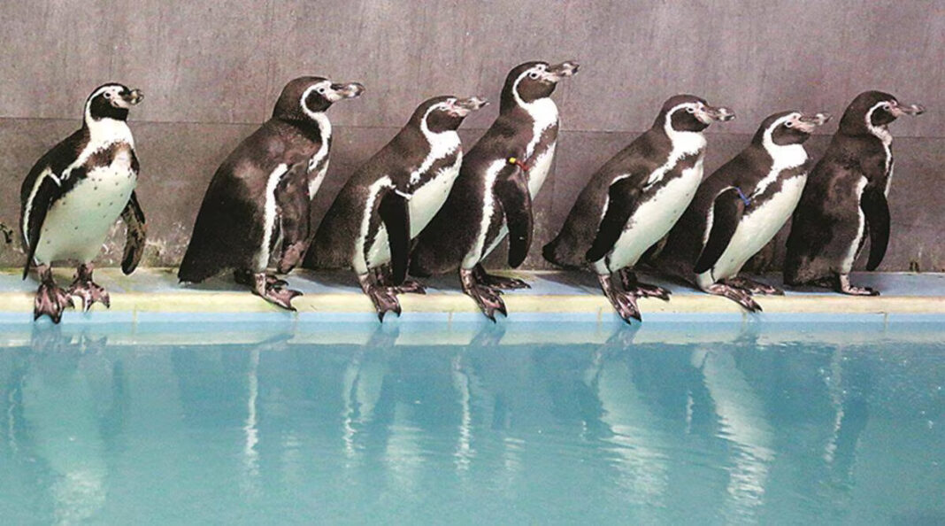 Mumbai Byculla Zoo Spends Rs 26 Crore on Penguins Earns Rs 40 Crore