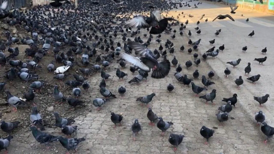 Delhi Faces Health Risks From Pigeon Overpopulation MCD Urges Action