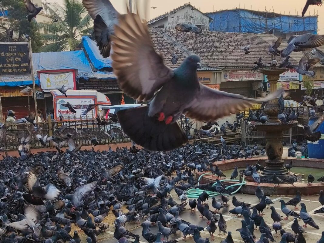 Over 500 Activists Feed Pigeons, Protest BMC Ban On Kabutar Khana Feeding Today