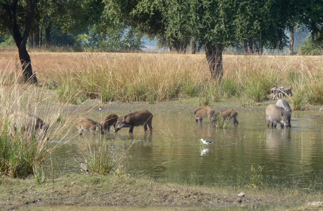 Goa Seeks Scientific Mapping to Curb Wildlife Conflict Risks