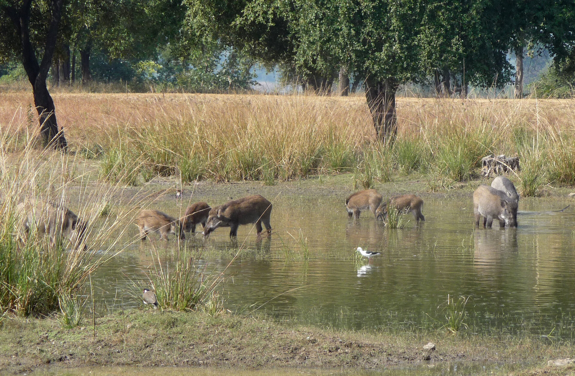 Goa Seeks Scientific Mapping to Curb Wildlife Conflict Risks