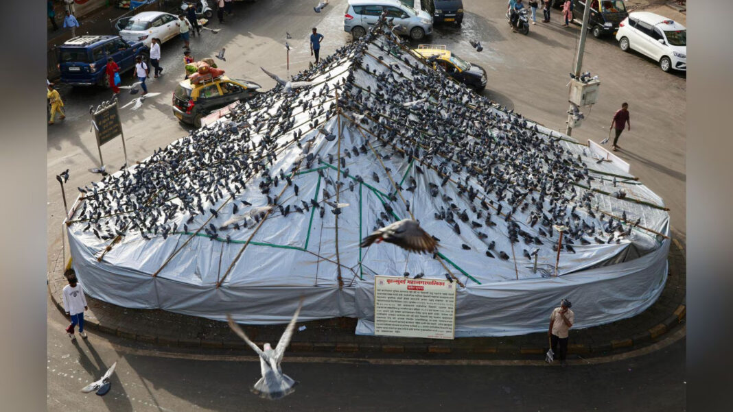 Mumbai Civic Officials Reinstall Cover At Dadar Kabutarkhana During Action Drive