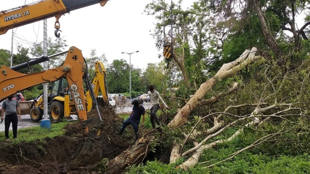 Kolkata Authorities Act Promptly to Save 50‑ft Kadam Tree