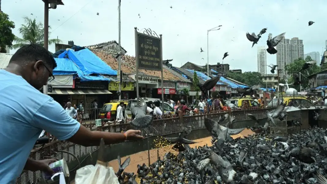 Mumbai Closes 51 Kabutarkhanas Citing Public Health Risks Amid Growing Opposition