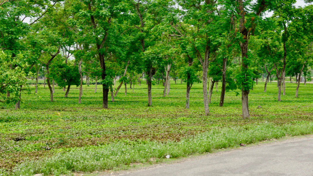 Mumbai Citizens Drive Green Revolution, Taking Action Beyond Government Policies for Cleaner Future