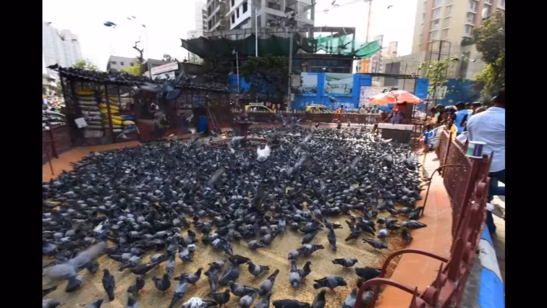 Mumbai Faces Legal Storm Over Pigeon Feeding Ban Fines And Protests