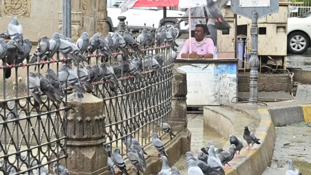 BMC fines Rs 68700 for feeding pigeons with 32 percent from Dadar Kabootarkhana