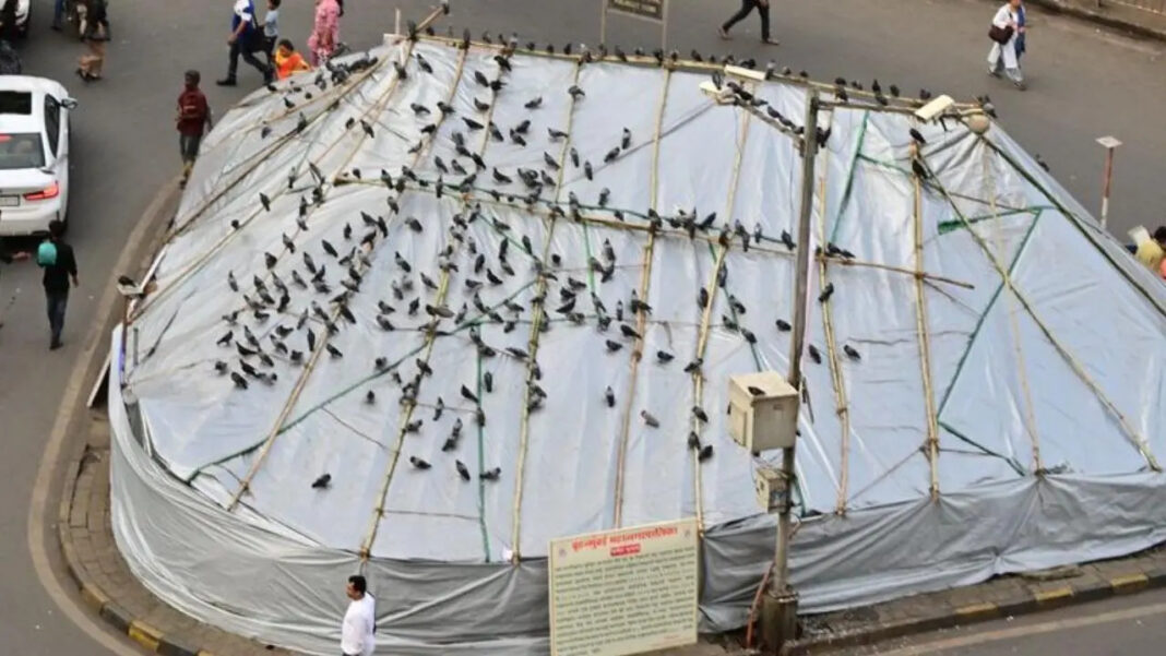 Mumbai bans pigeon feeding at heritage kabutarkhanas, BMC fines 142