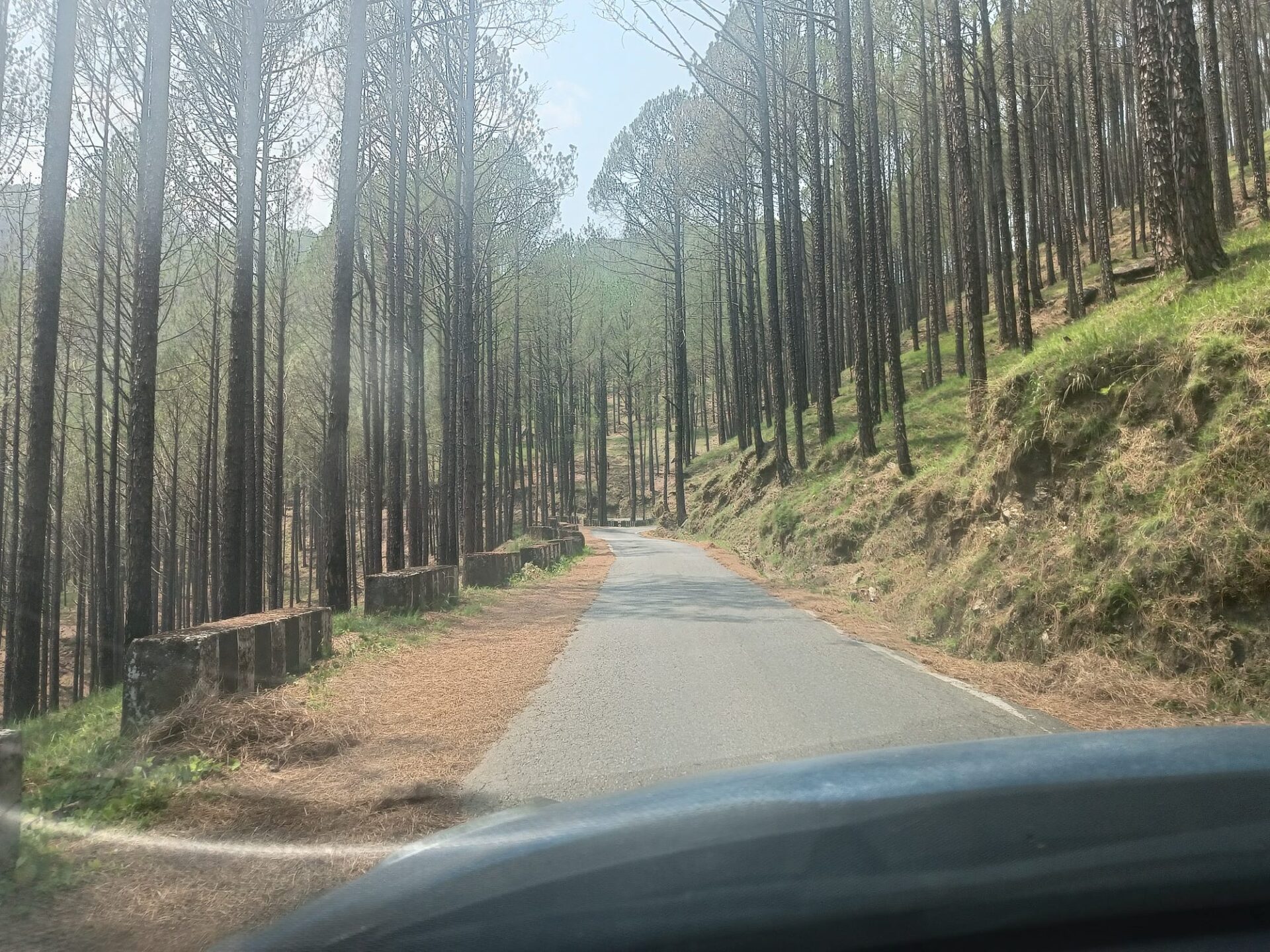 Over 5,700 Trees Approved for Felling for Highway Project