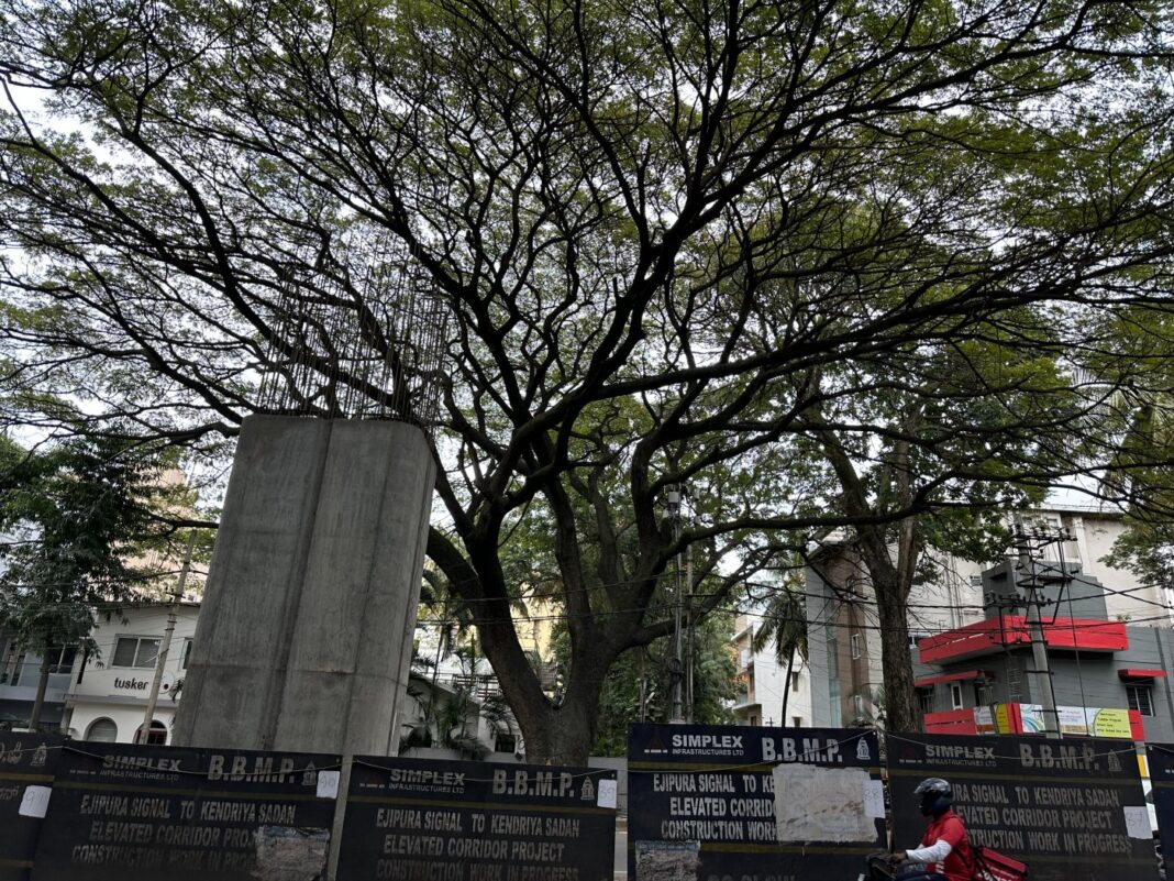 Bengaluru to deconcretise trees for sustainable urban growth