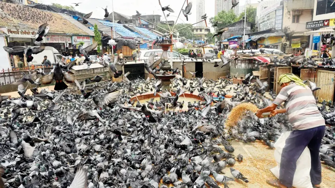 Mumbai Citizens Submit Feedback To BMC On Regulating Pigeon Feeding Across City
