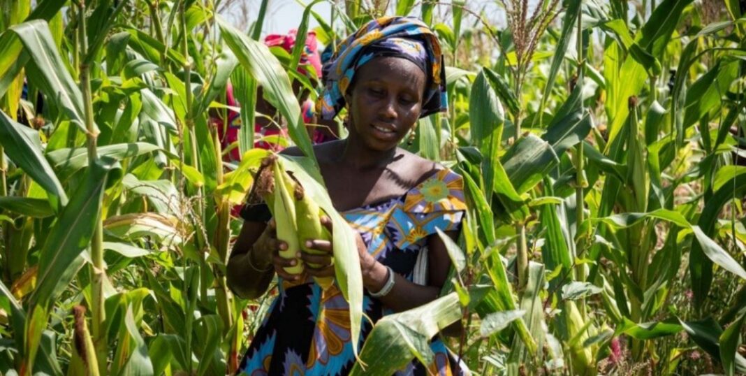 India Collaborates With Africa To Accelerate Green Agricultural Development