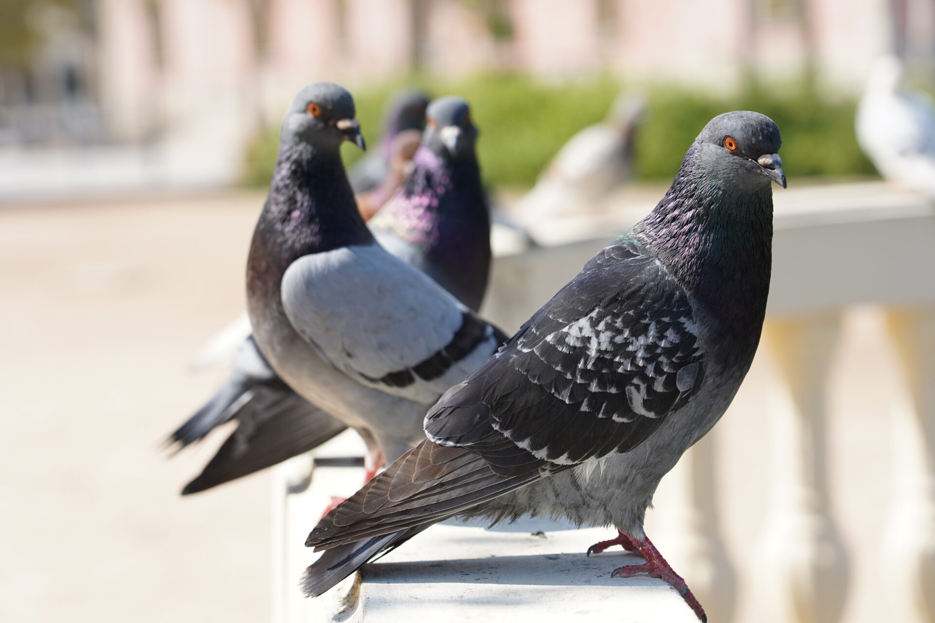 Mumbai court seeks public views on pigeon feeding rules