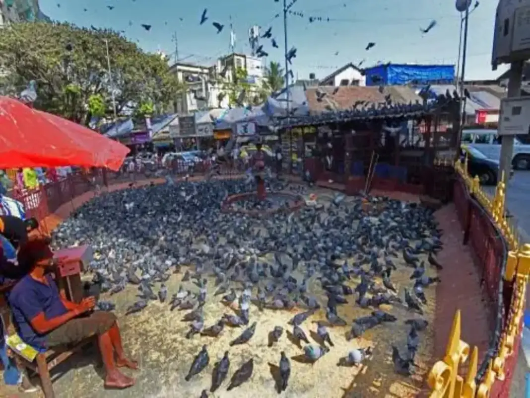 Mumbai May Introduce Pigeon Feeding Facilities Across Sanjay Gandhi National Park Zones