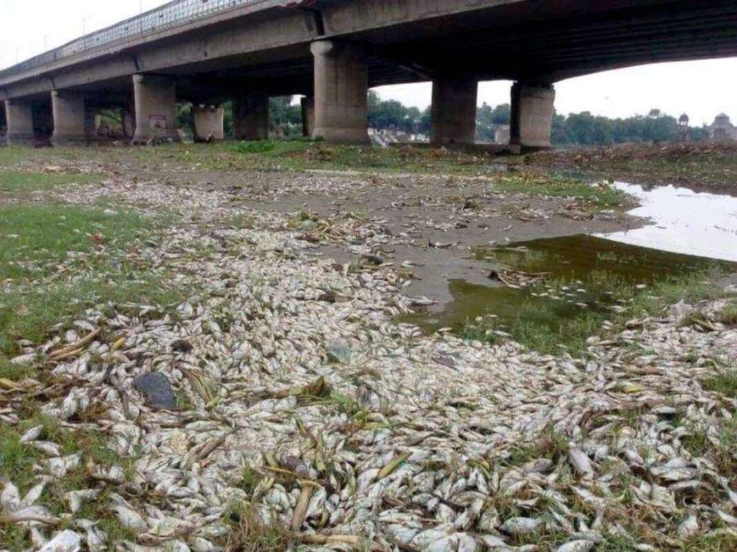 Maharashtra Leads Coastal States With 47 Percent Jump In Fish Production