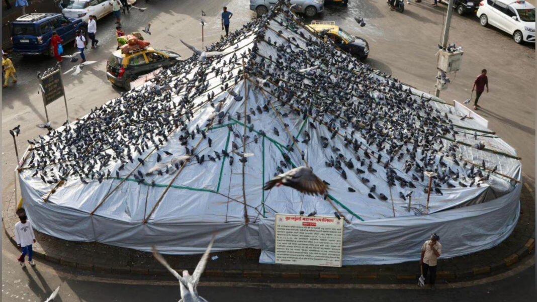 BMC Seeks Public Opinion On Controlled Pigeon Feeding At Kabutarkhanas