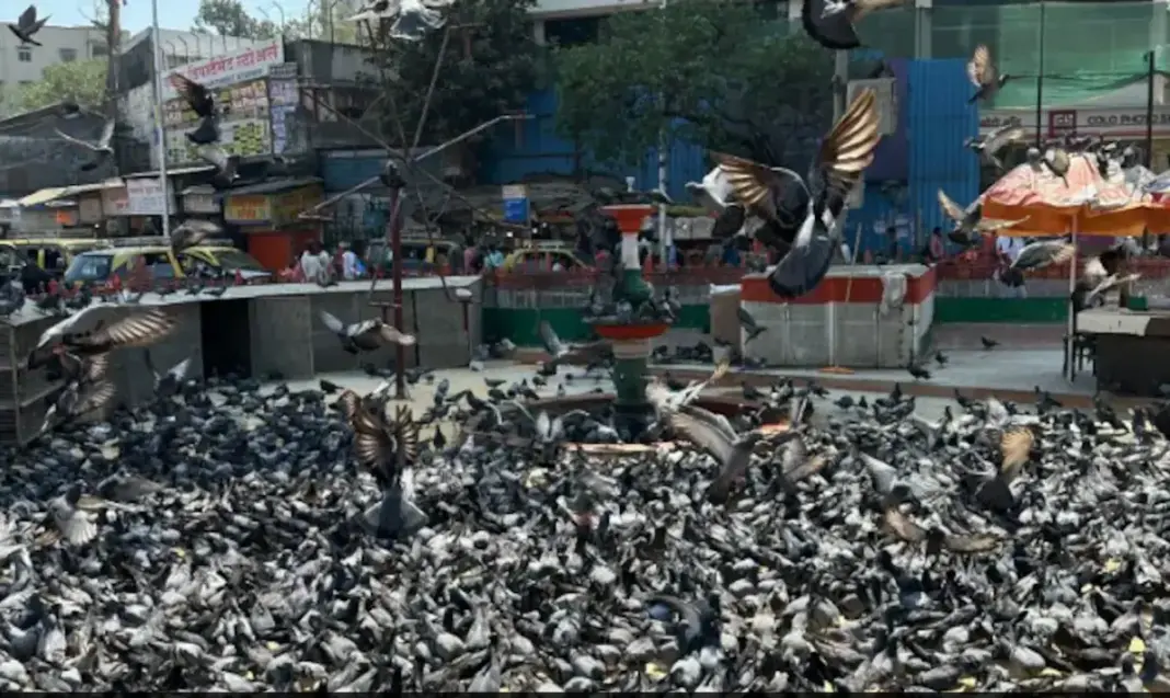 Municipal Drive Against Pigeon Feeding In Mumbai Falters Amid Public Health Risks