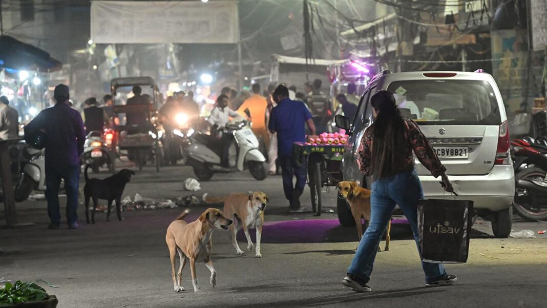 Delhi Government Considers Shifting Violent Stray Dogs To Shelter Homes