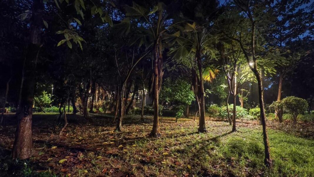 Mumbai IIT-B Report Flags Low Survival Of Aarey Compensatory Saplings In 2023