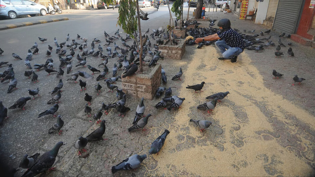 BMC Considers Four Eco Friendly Non Residential Sites For Safe Pigeon Feeding In Mumbai