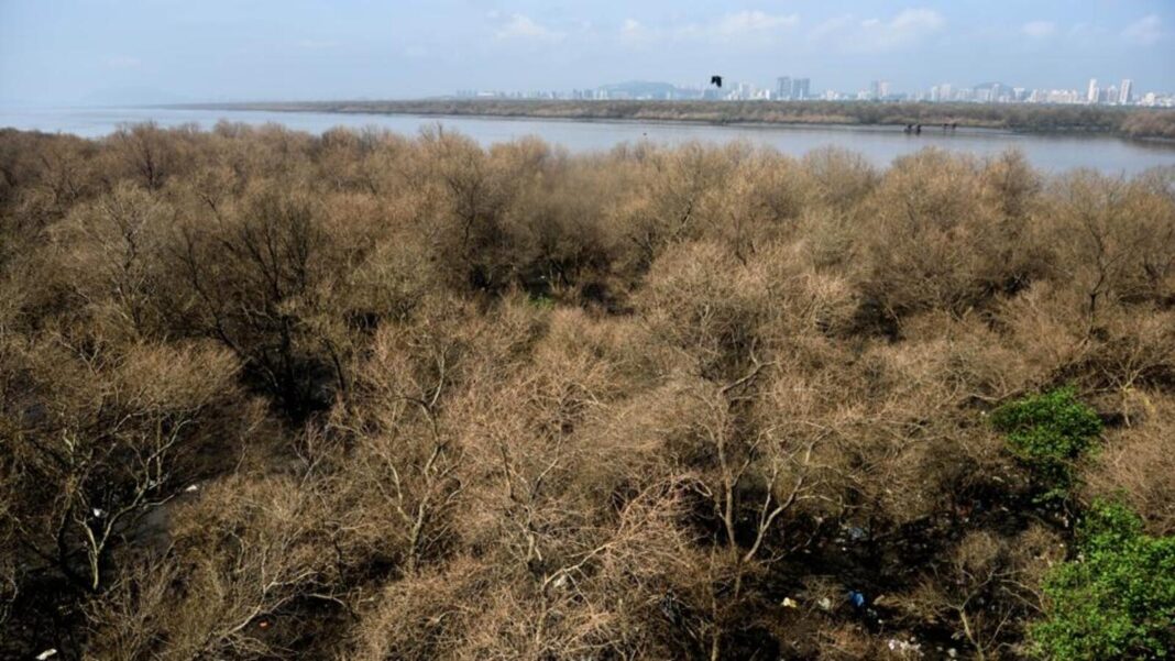 Bombay HC Orders Collectors Transfer 10000 Hectares Mangrove Land Quickly