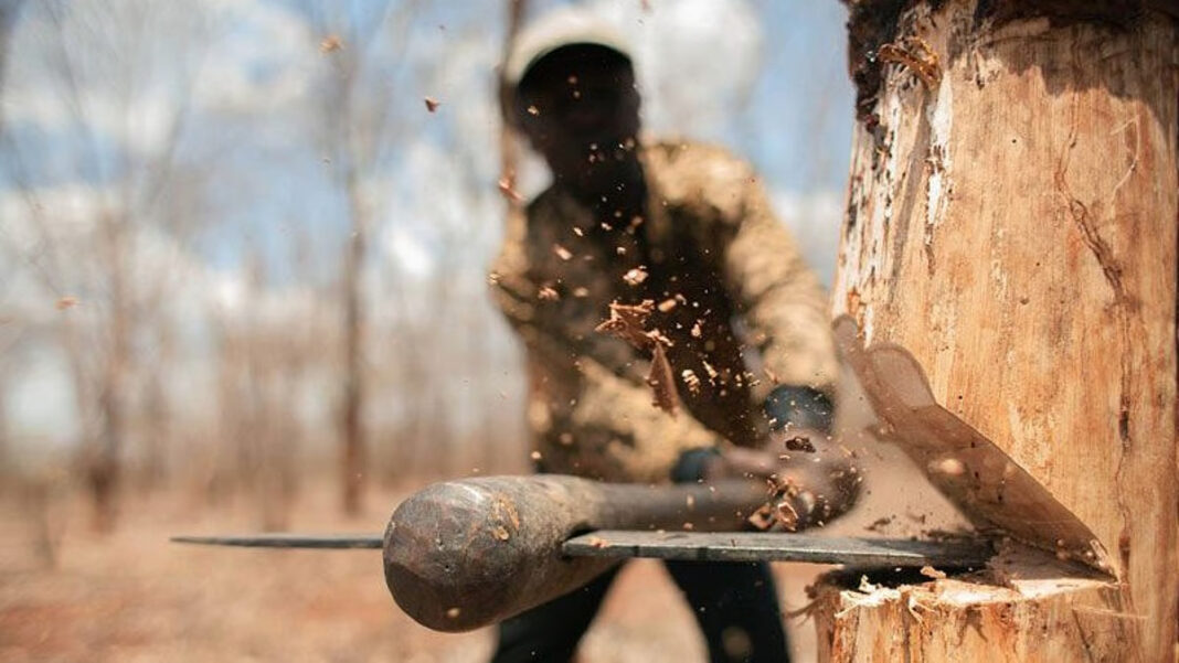Indore Tree Loss Linked To Rising Urban Heat
