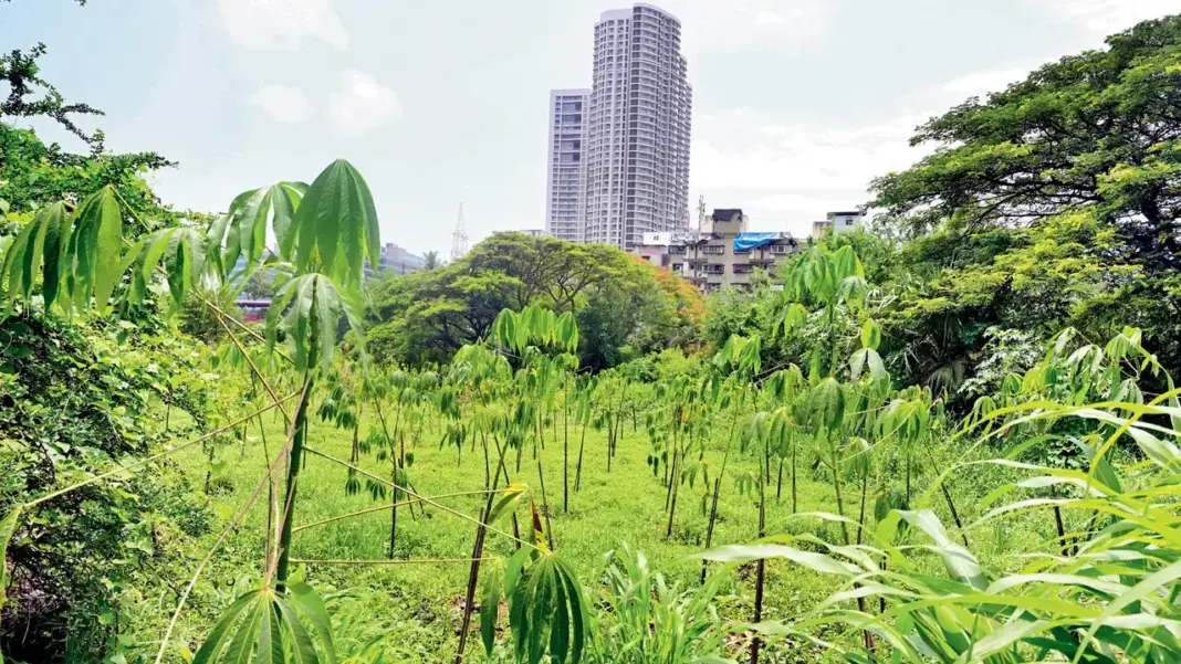 Thane Climbs Environmental Rankings With 82k Trees