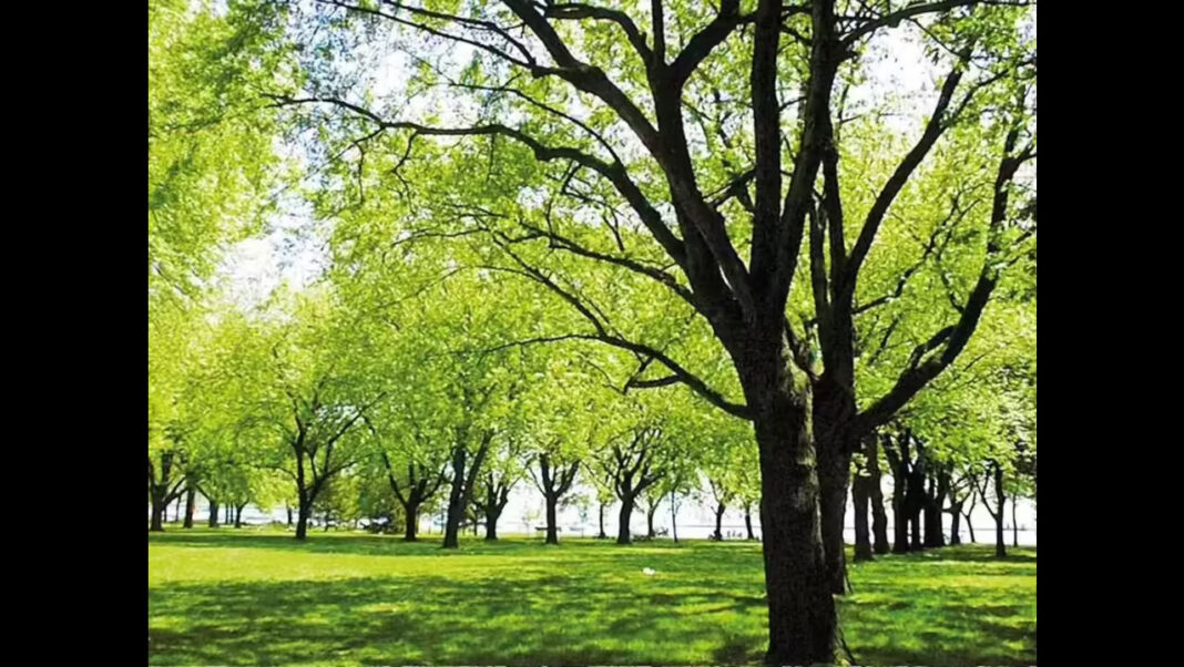 Mumbai Allows Trees Cut For Infrastructure Projects To Be Replanted Regionwide