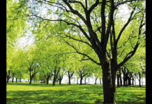 Mumbai Allows Trees Cut For Infrastructure Projects To Be Replanted Regionwide