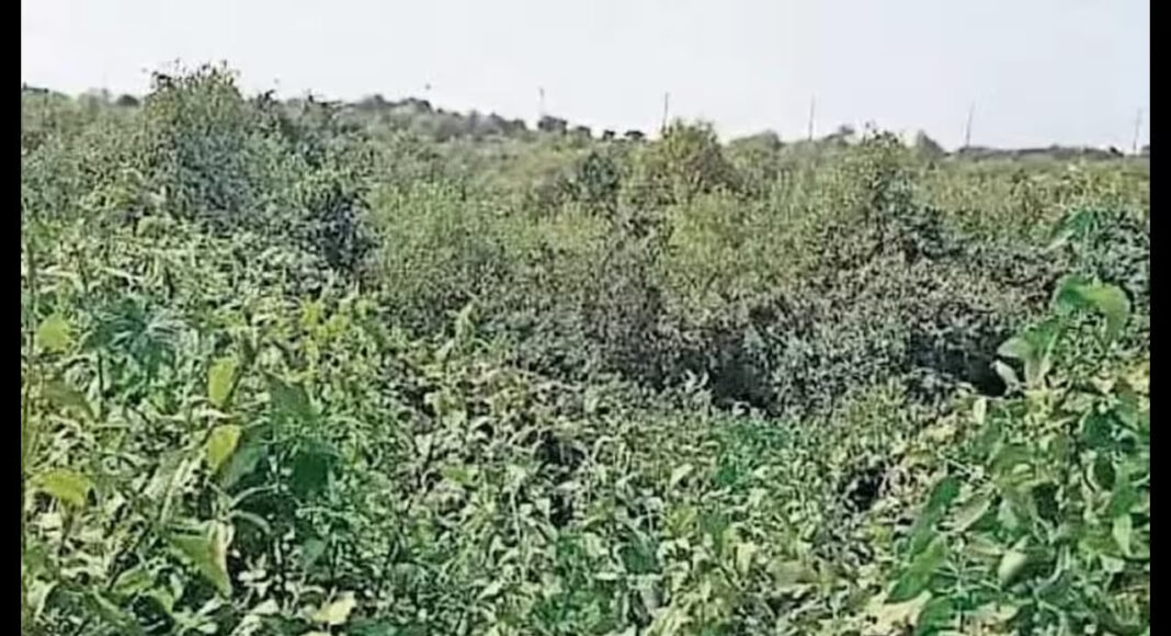 Navi Mumbai Sees Uran Mangroves Revive Strongly Amid Growing Concerns Over Official Inaction