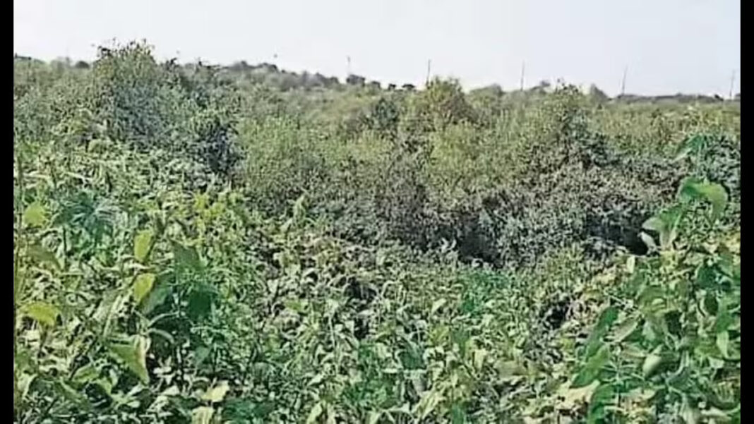 Navi Mumbai Sees Uran Mangroves Revive Strongly Amid Growing Concerns Over Official Inaction