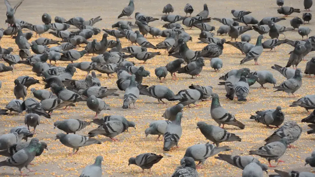 BMC Permits Two-Hour Pigeon Feeding At Four Newly Approved City Zones