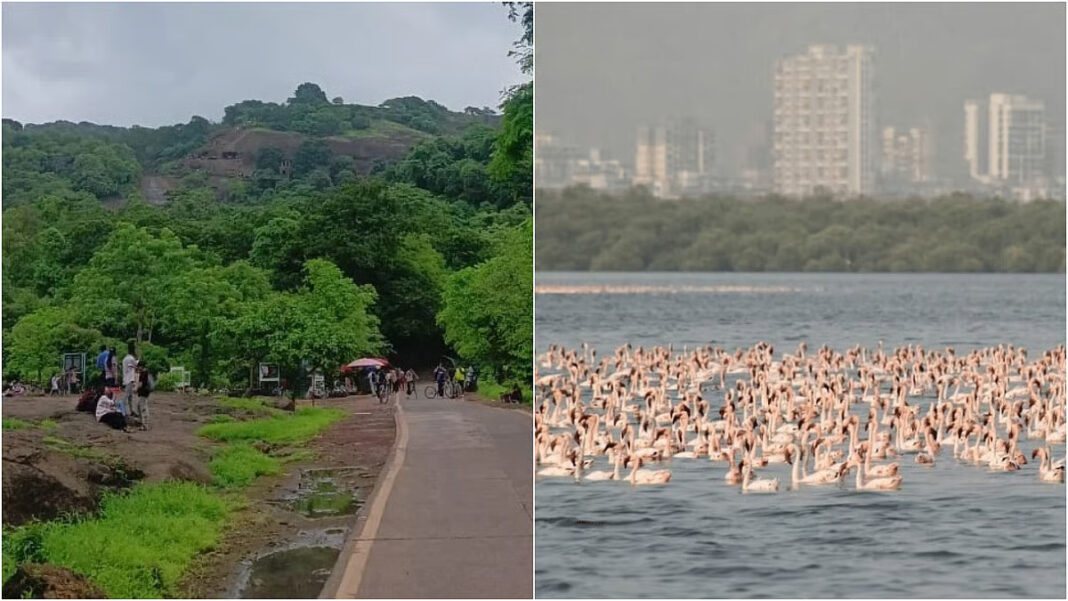 Navi Mumbai Sees Delayed Flamingo Arrival Owing To Prolonged Monsoon Showers This Year