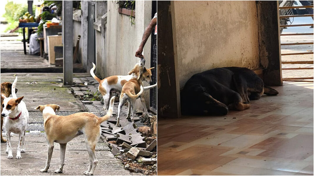 Thane Municipal Corporation Rolls Out Stray Dog Vaccination Program With Colour Coded IDs