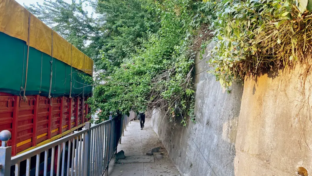 Mumbai Footpath Neglected As Overgrown Trees Force Pedestrians Onto Highway